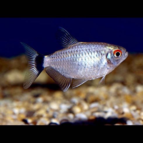 Moenkhaus.st.filom.Roodoogmoenkhausia